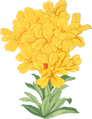 Real Estate & Show Flats