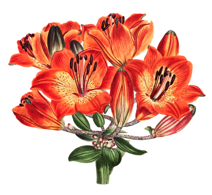 Event Companies & Luxury Celebrations